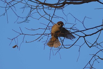 Eurasian Tree Sparrow 東品川海上公園(東京都品川区) Mon, 1/29/2024