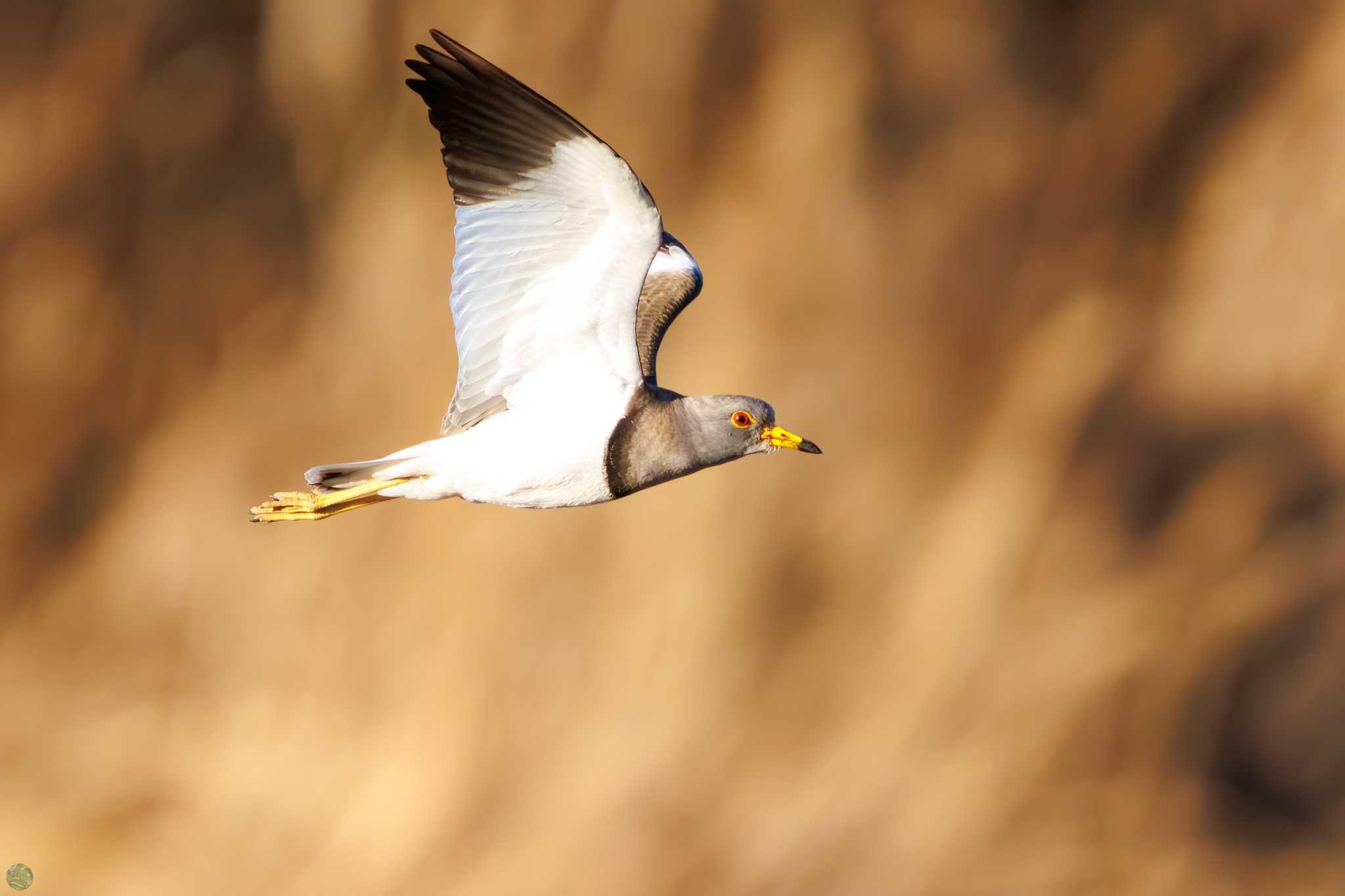 Grey-headed Lapwing