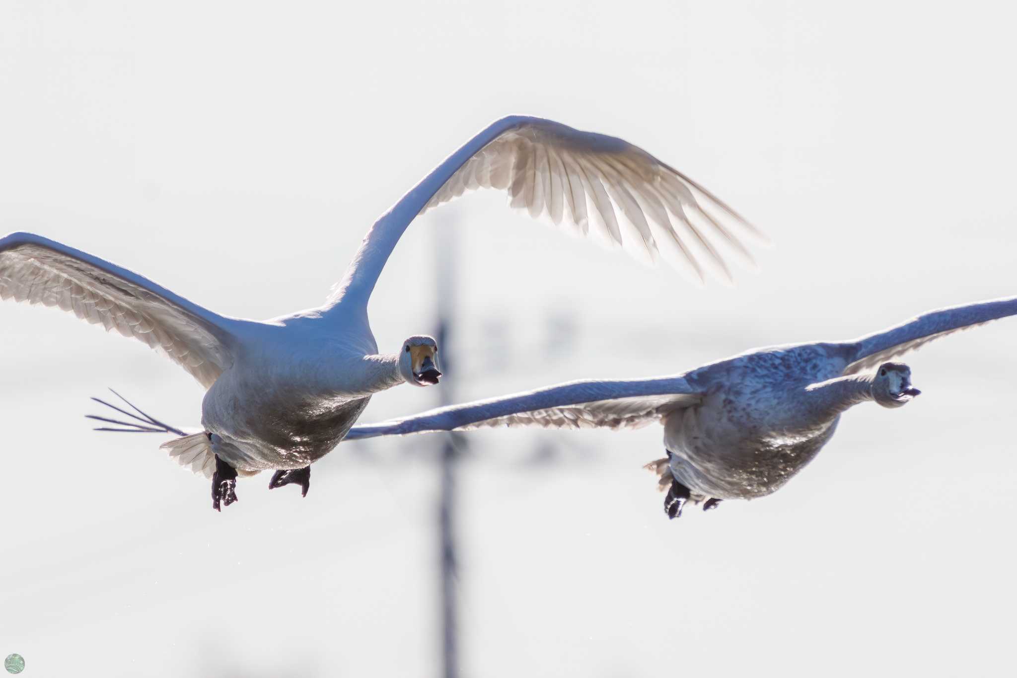 Whooper Swan