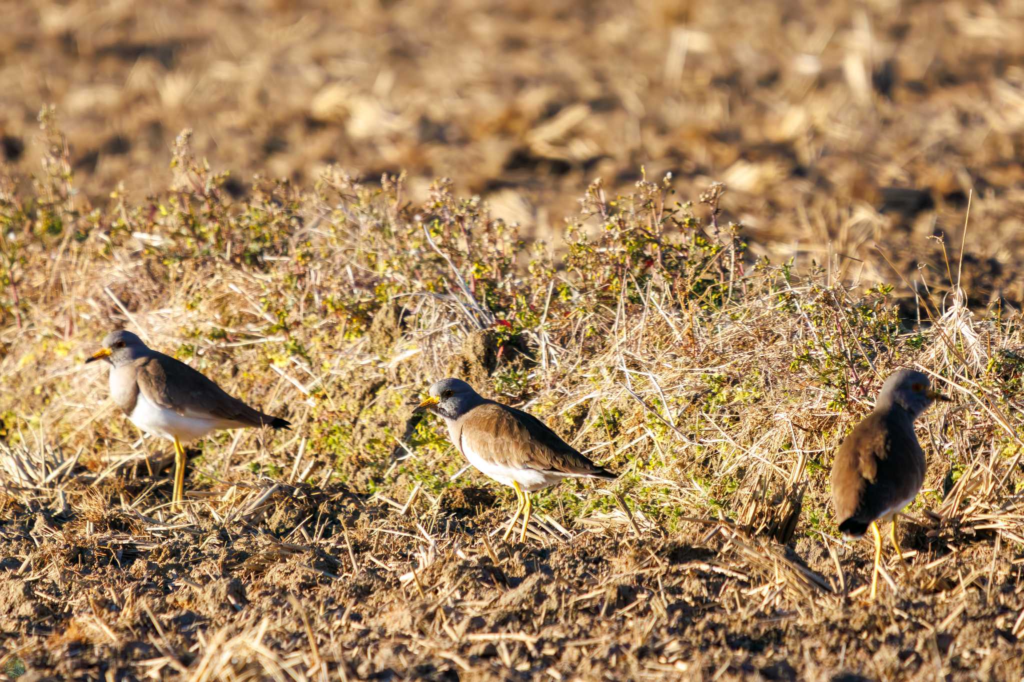 Grey-headed Lapwing