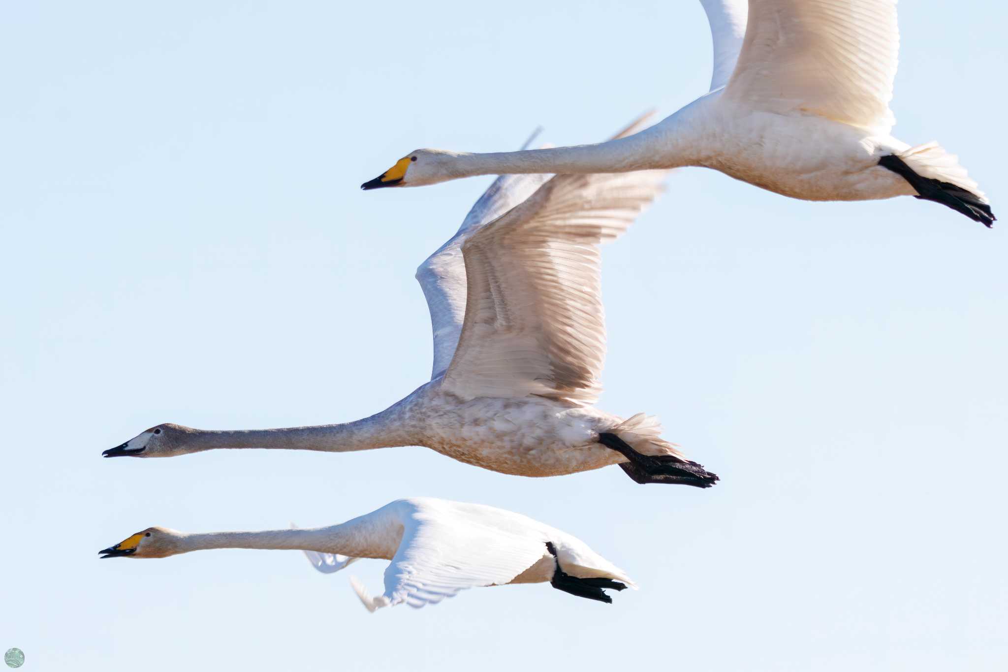 Whooper Swan