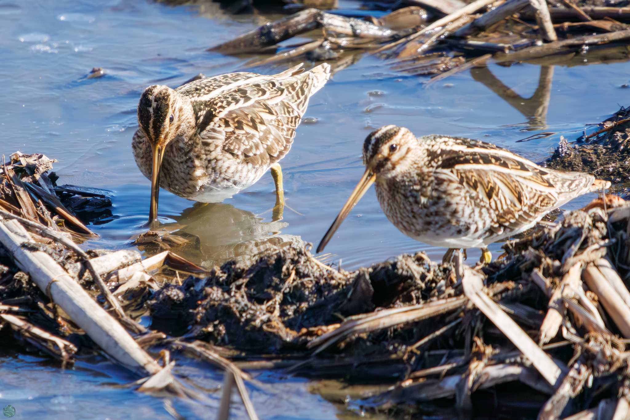 Common Snipe