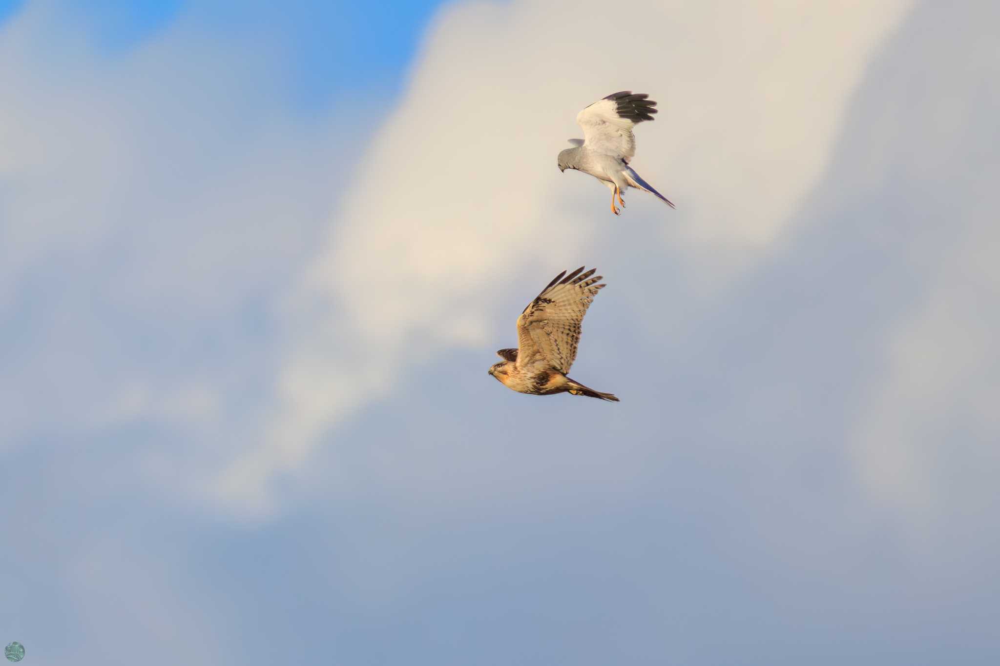 Photo of Hen Harrier at Watarase Yusuichi (Wetland) by d3_plus