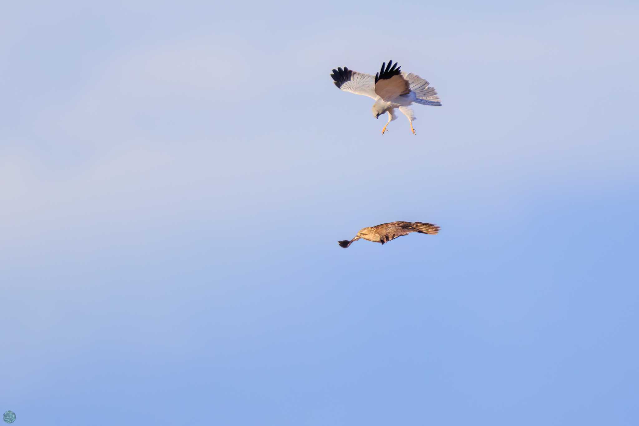 Hen Harrier