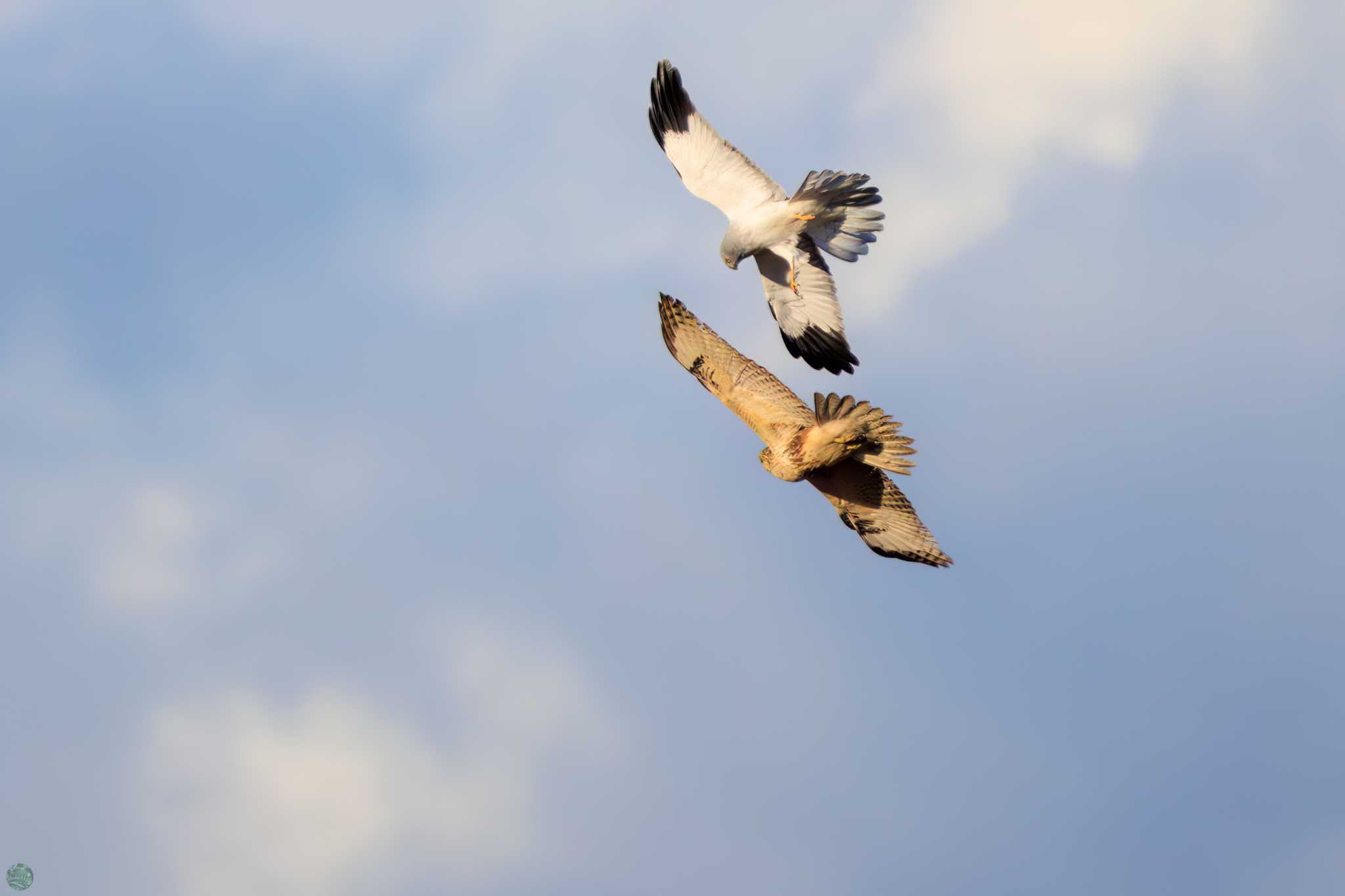 Hen Harrier