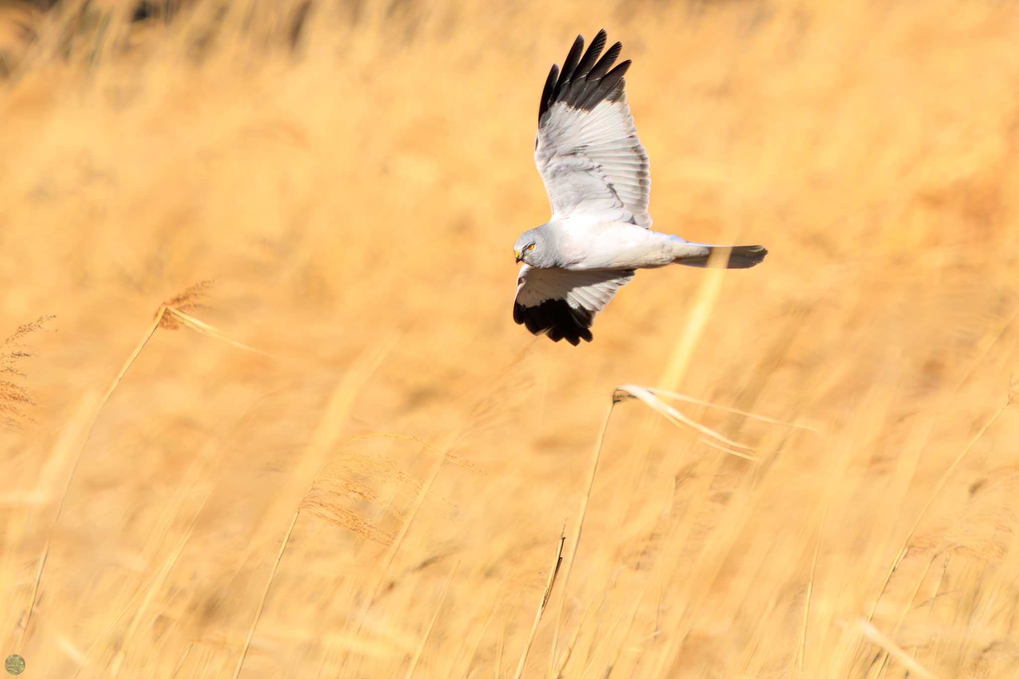 Photo of Hen Harrier at Watarase Yusuichi (Wetland) by d3_plus