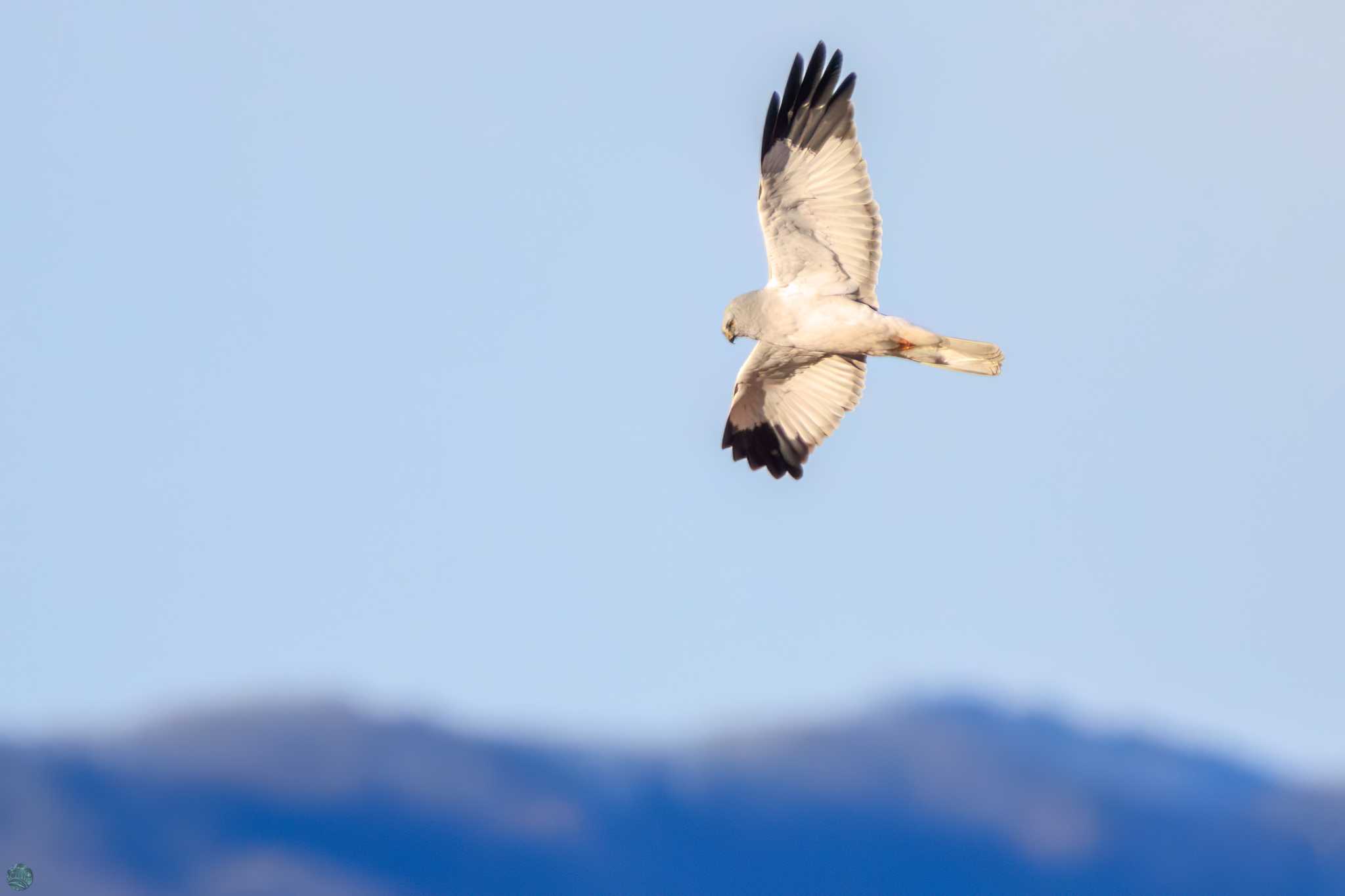 Hen Harrier