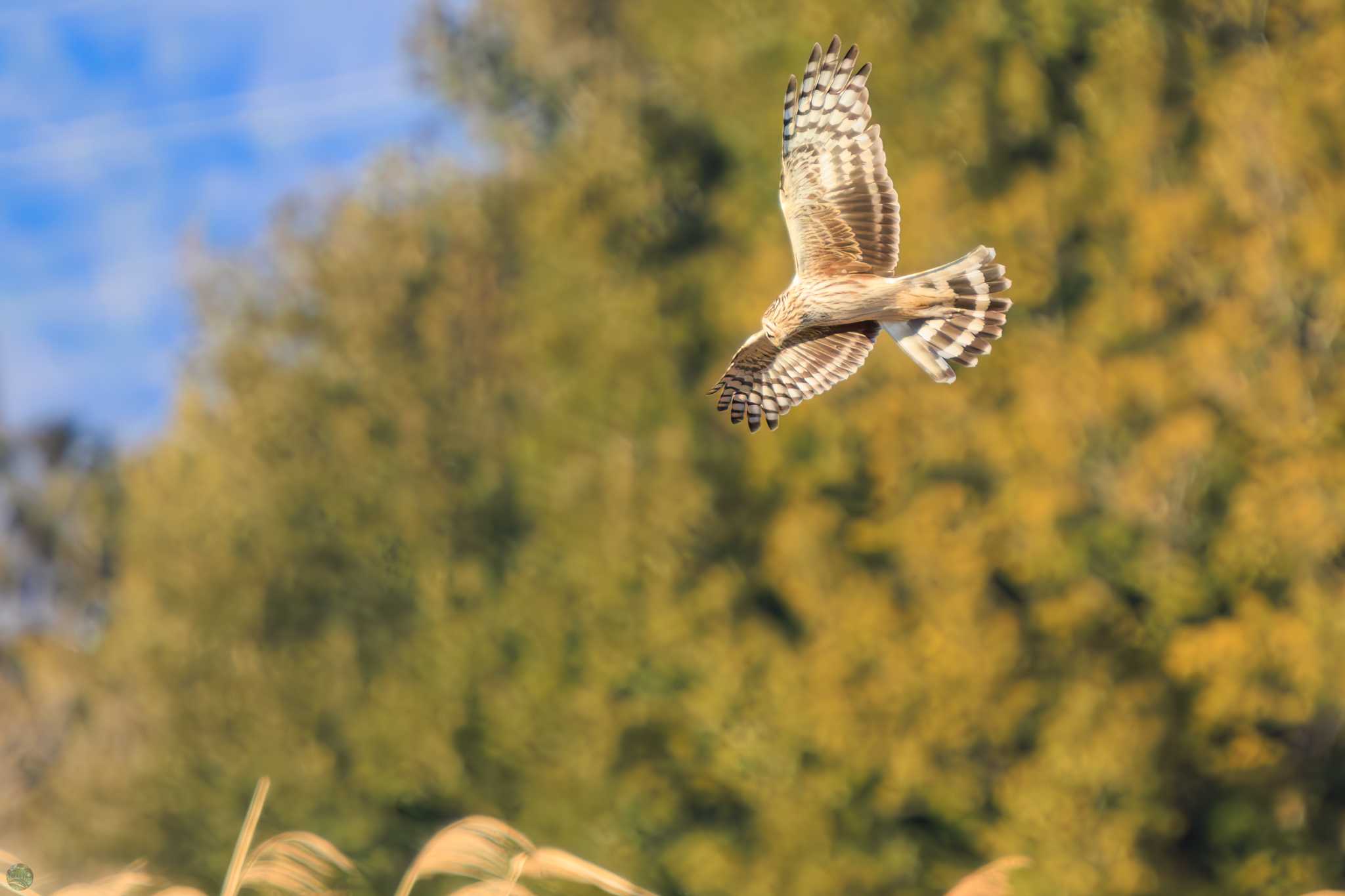 Photo of Hen Harrier at Watarase Yusuichi (Wetland) by d3_plus