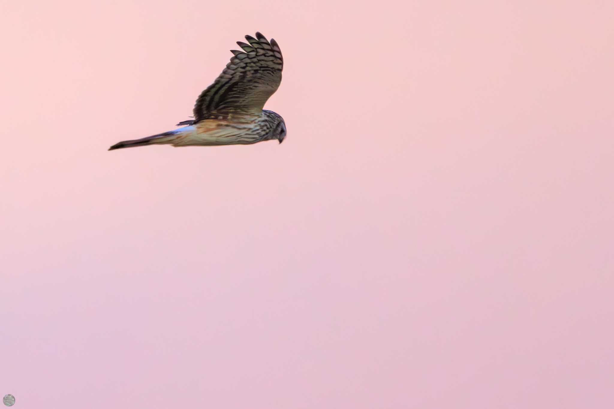 Hen Harrier