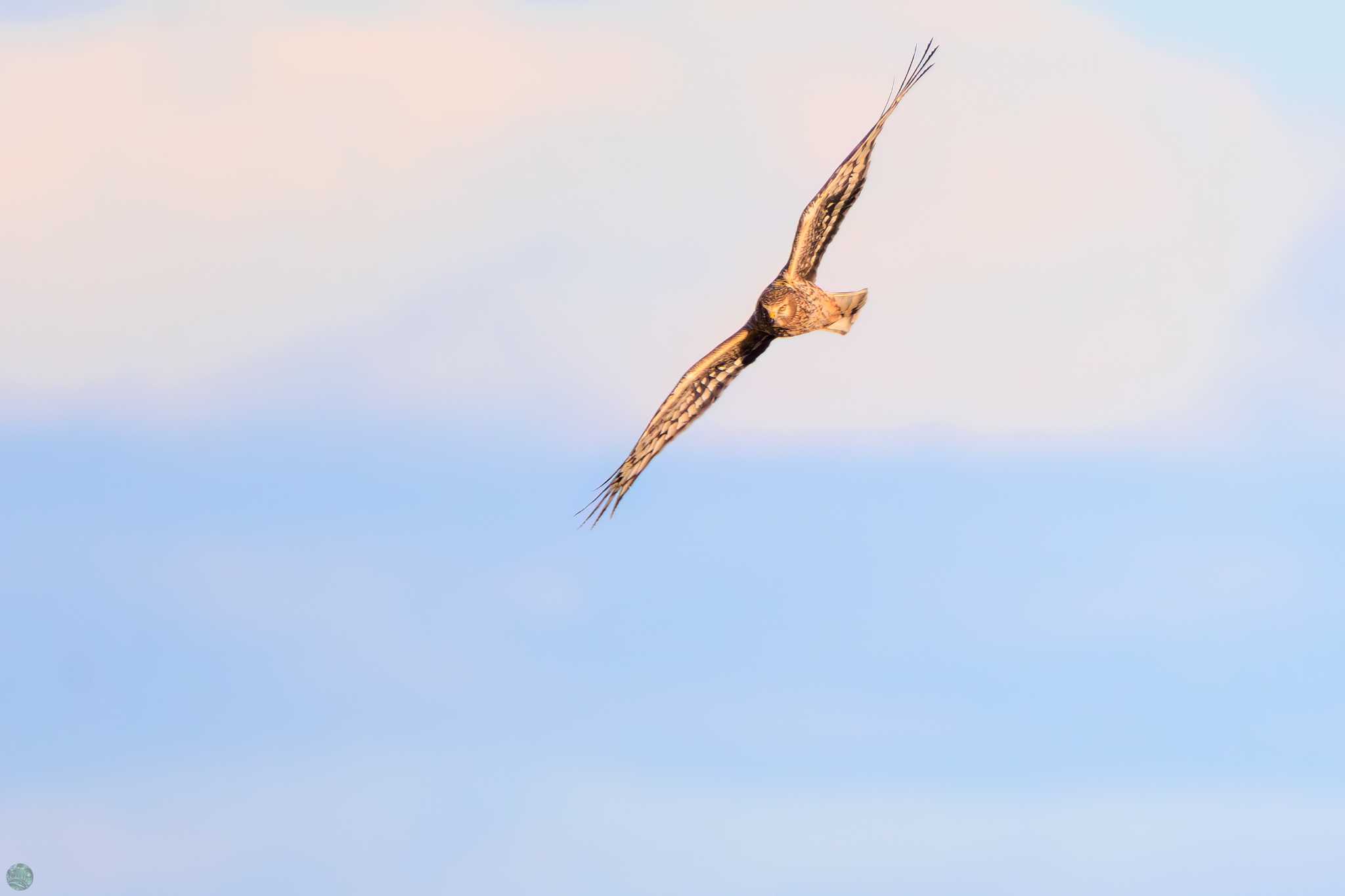 Hen Harrier