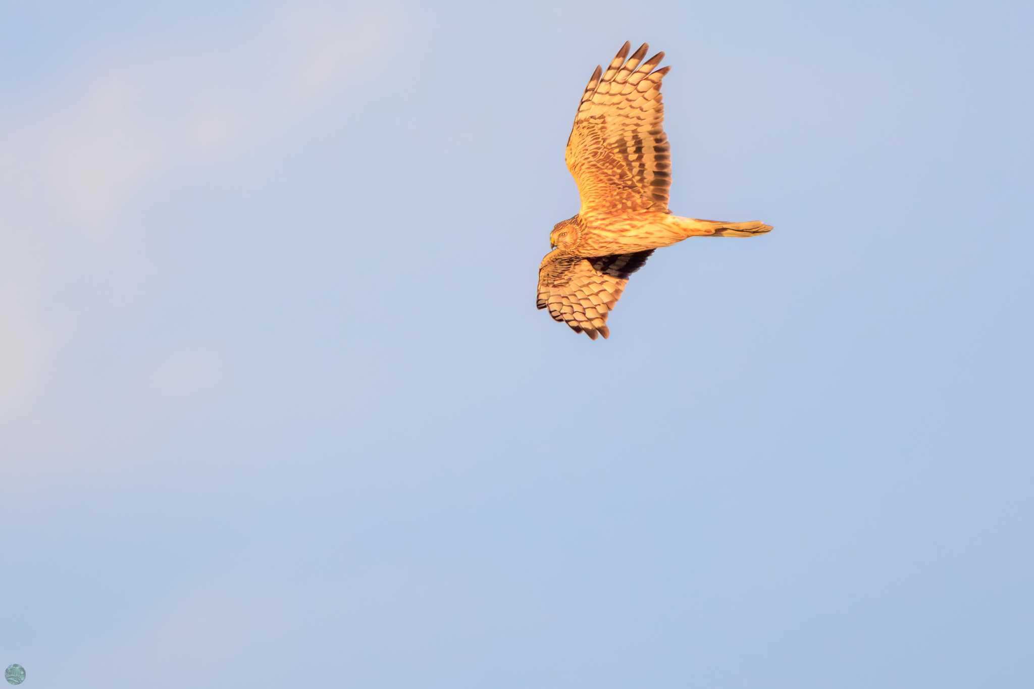 Hen Harrier