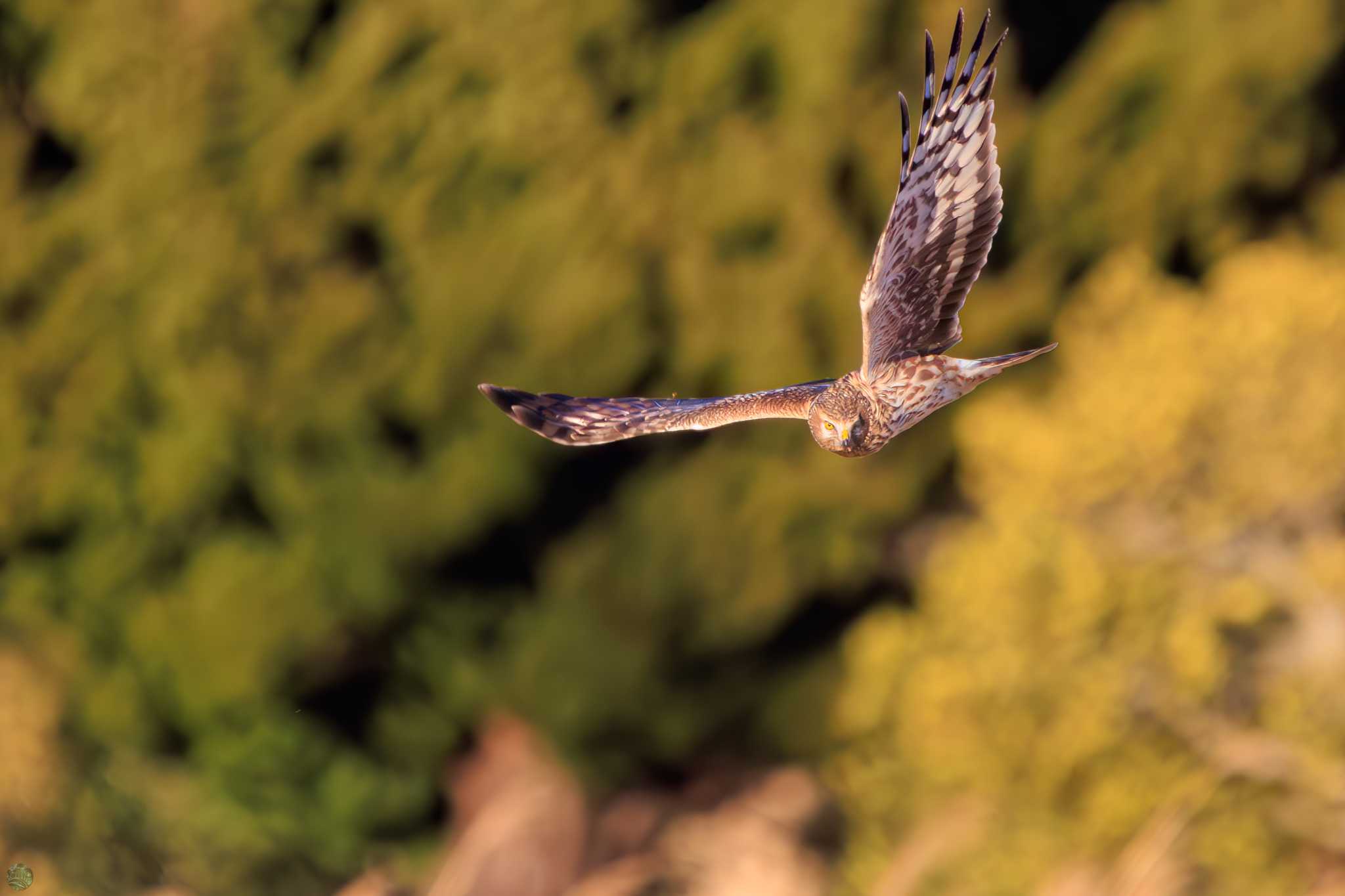 Photo of Hen Harrier at Watarase Yusuichi (Wetland) by d3_plus