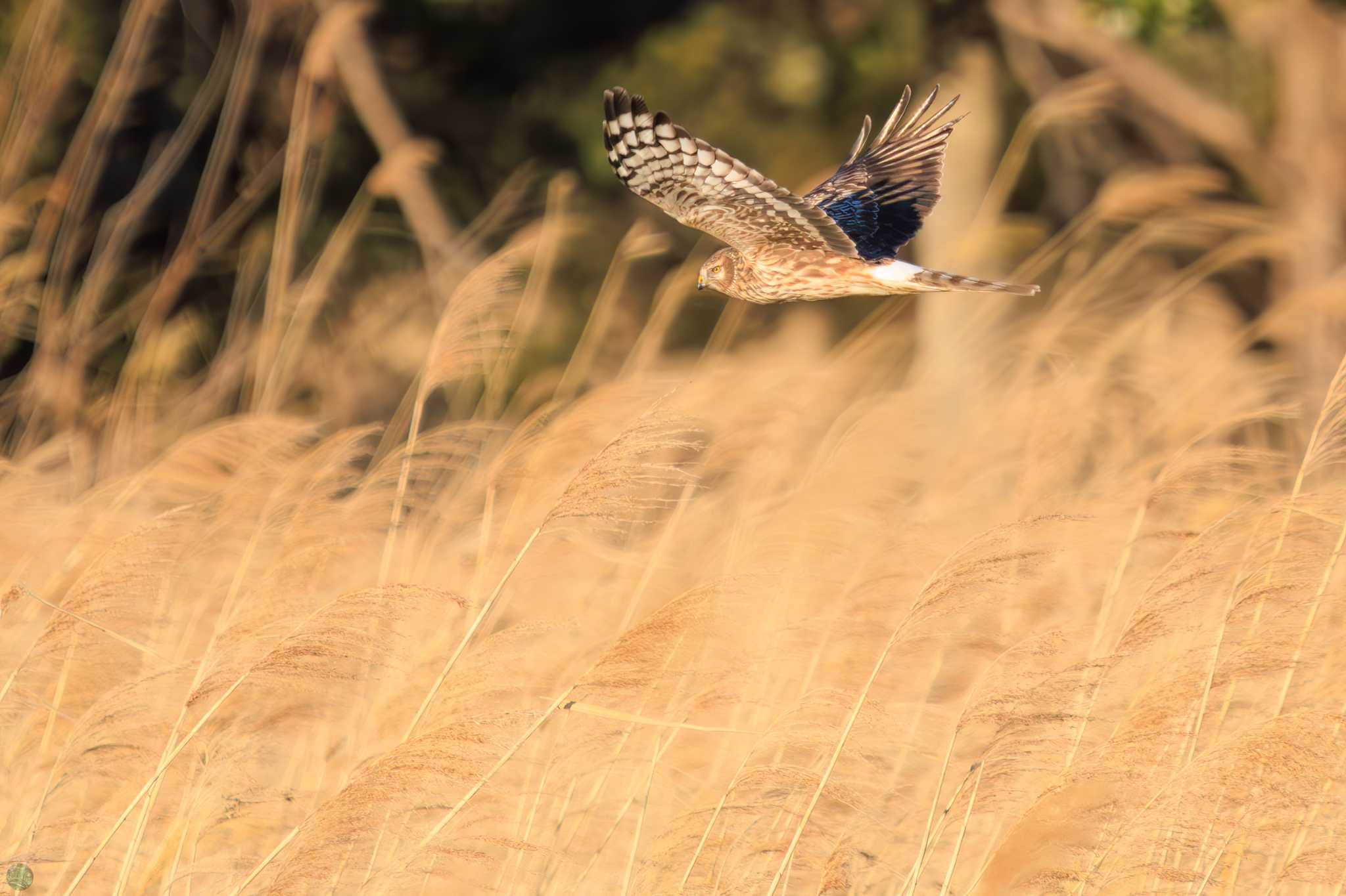 Photo of Hen Harrier at Watarase Yusuichi (Wetland) by d3_plus