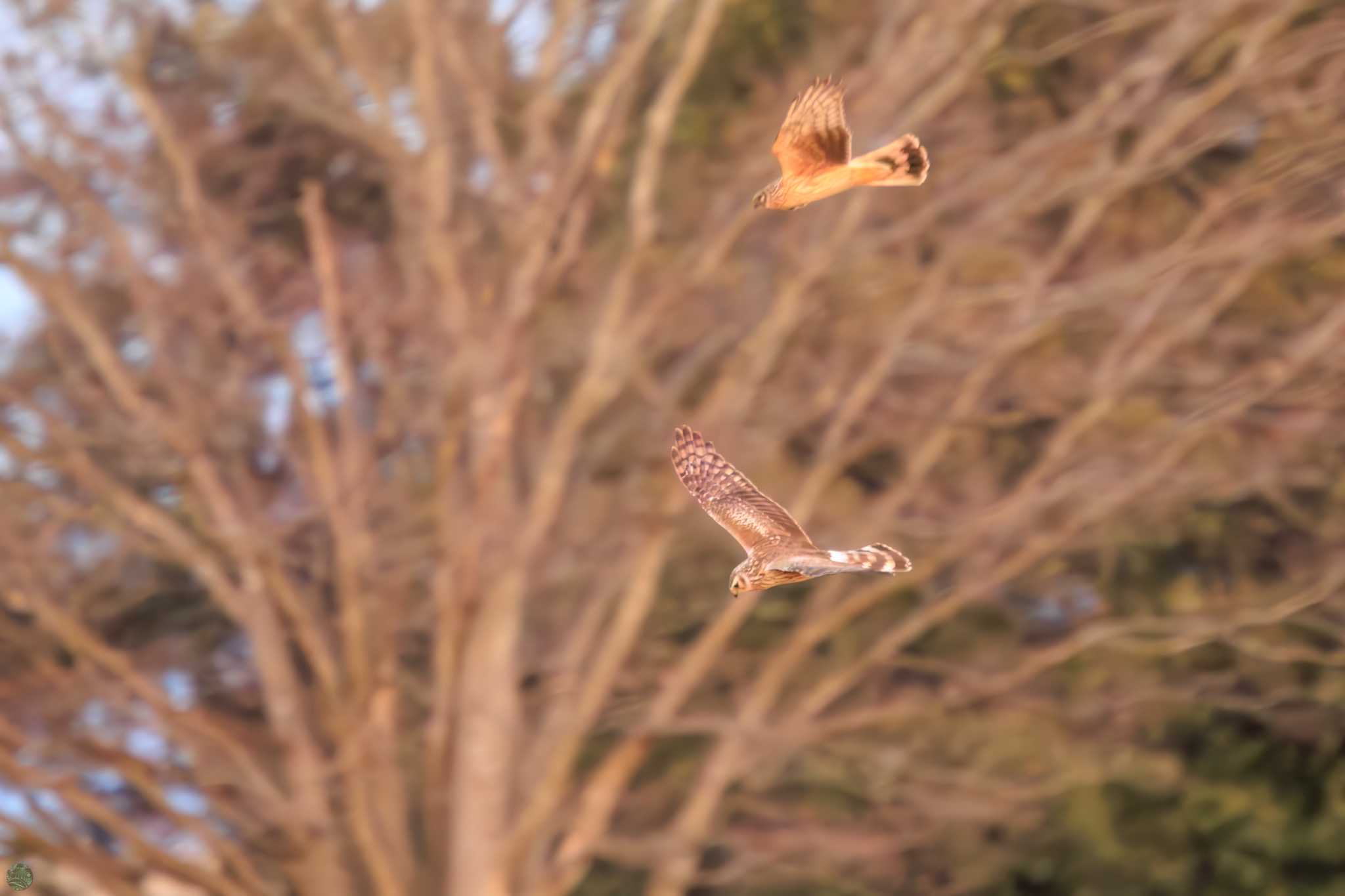 Hen Harrier