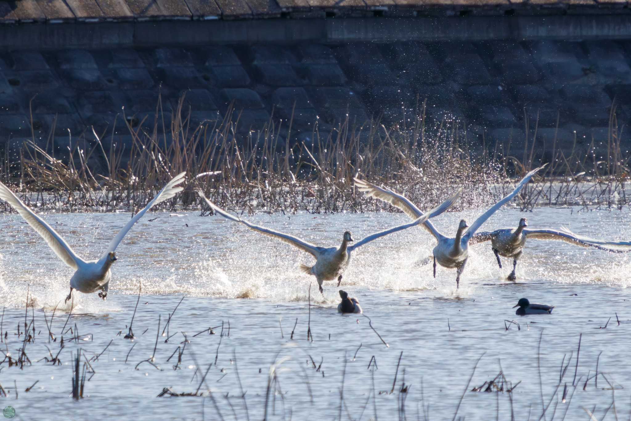 Whooper Swan