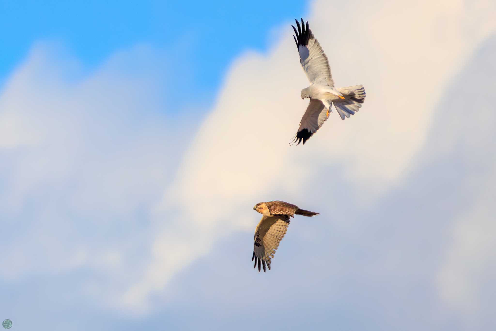 Photo of Hen Harrier at Watarase Yusuichi (Wetland) by d3_plus