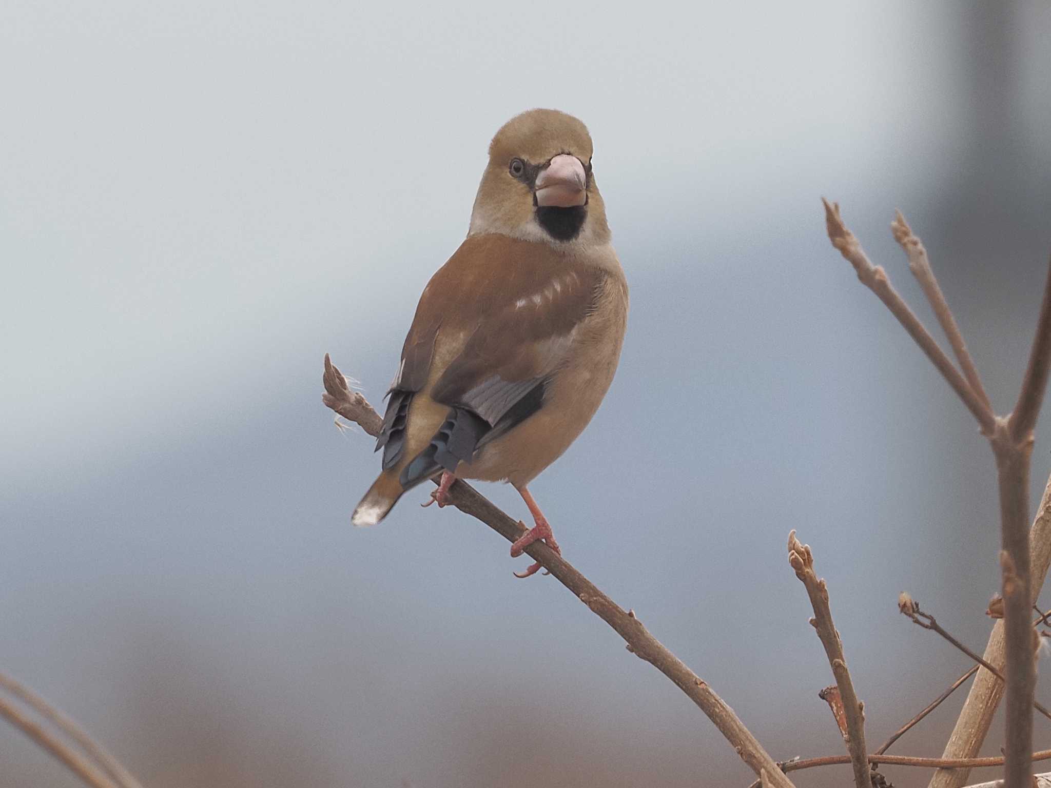 シメ