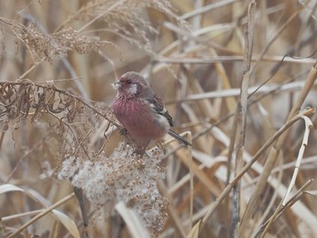 Wed, 1/31/2024 Birding report at 宮田用水(蘇南公園前・江南市)