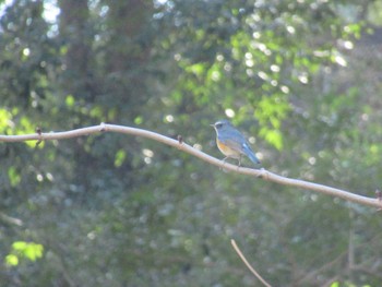 2024年1月31日(水) 座間谷戸山公園の野鳥観察記録