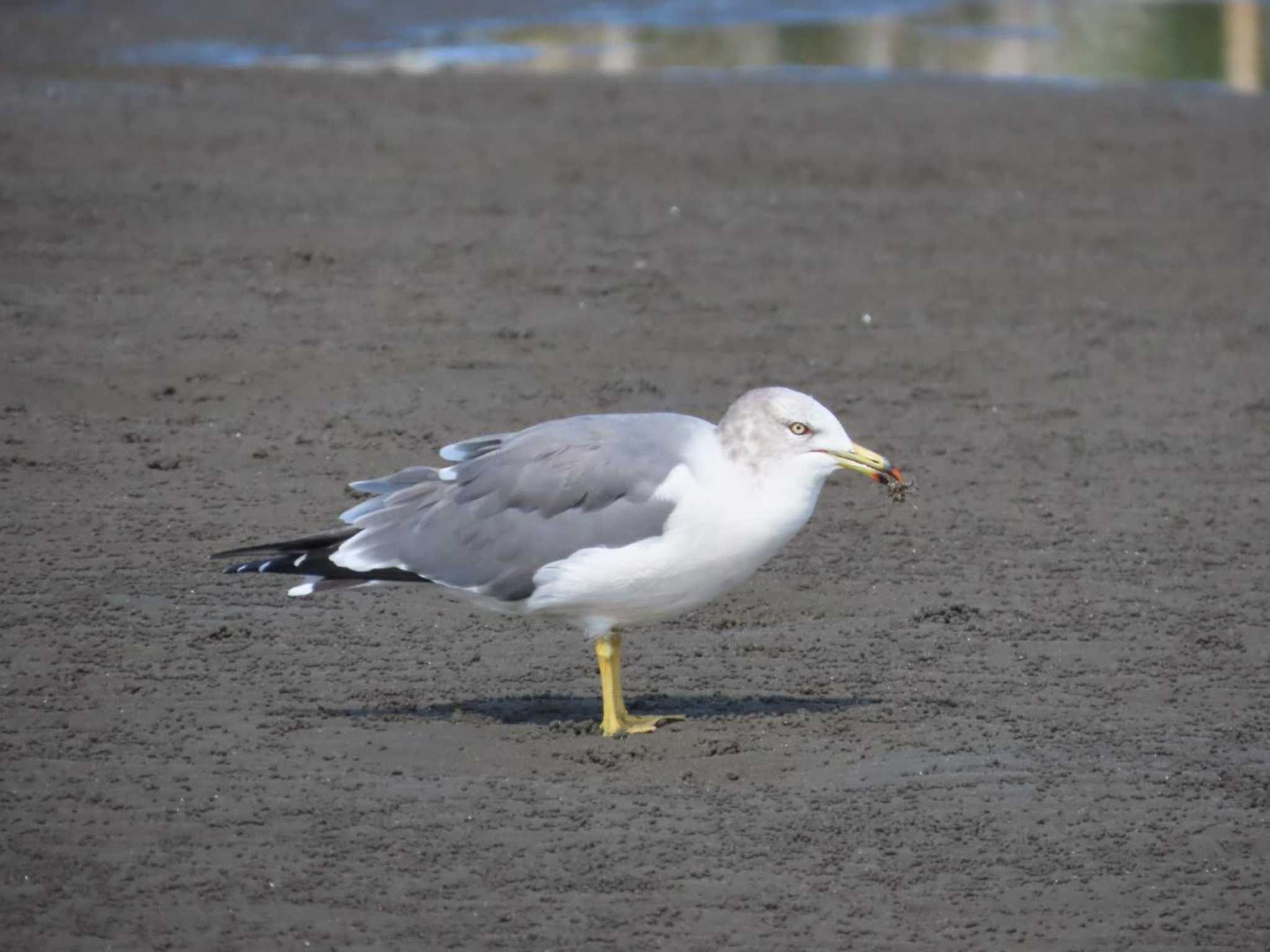 ふなばし三番瀬海浜公園 ウミネコの写真 by 生き物好きのY