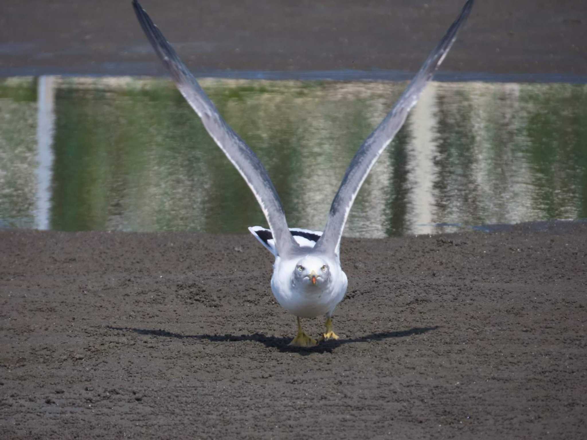 ふなばし三番瀬海浜公園 ウミネコの写真 by 生き物好きのY