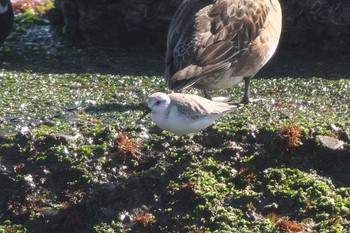 Sanderling 平磯海岸 Tue, 1/30/2024