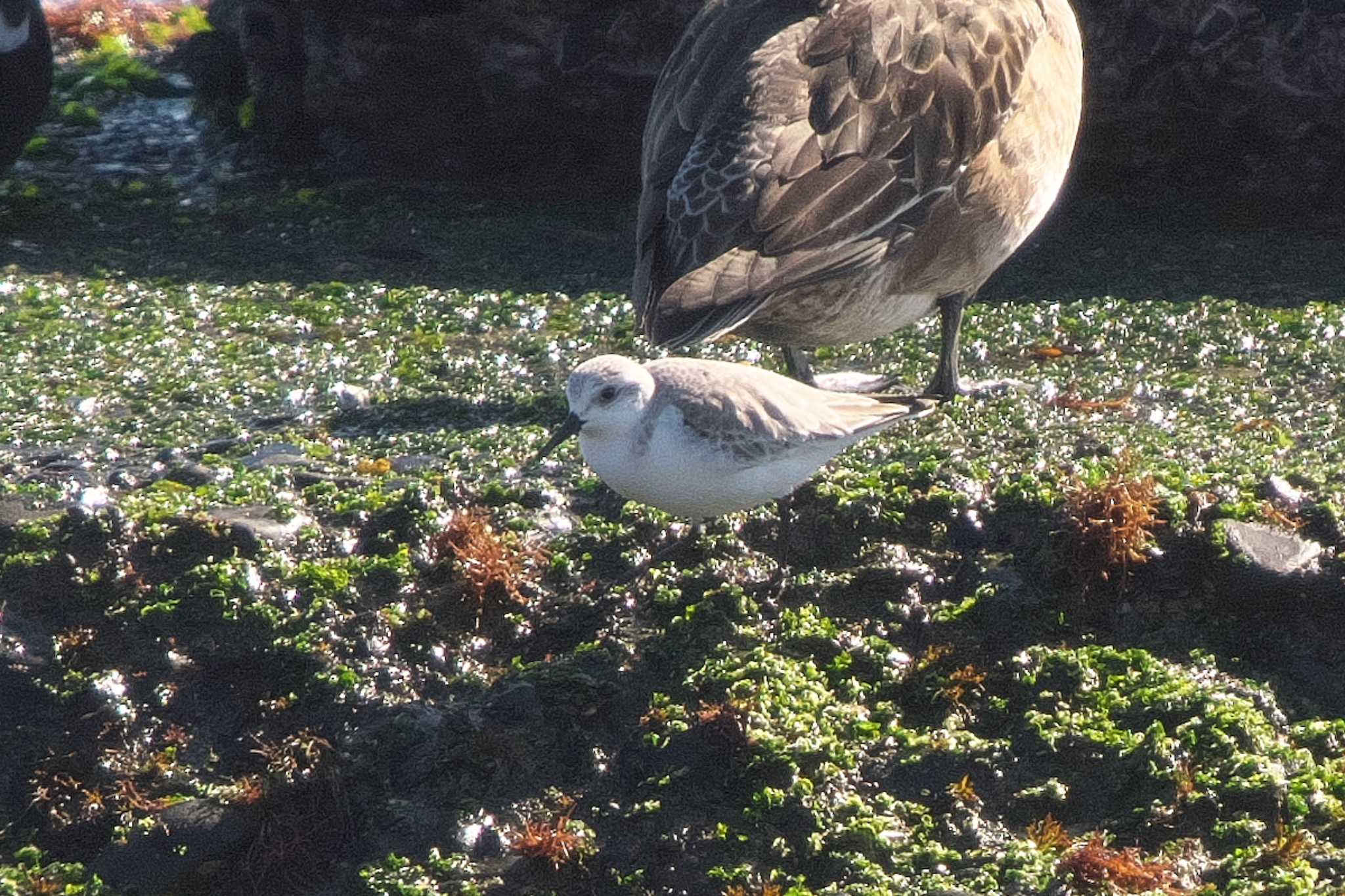 Sanderling