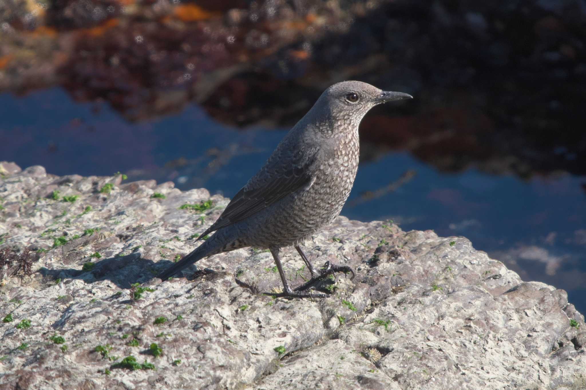 Photo of Blue Rock Thrush at 平磯海岸 by Y. Watanabe