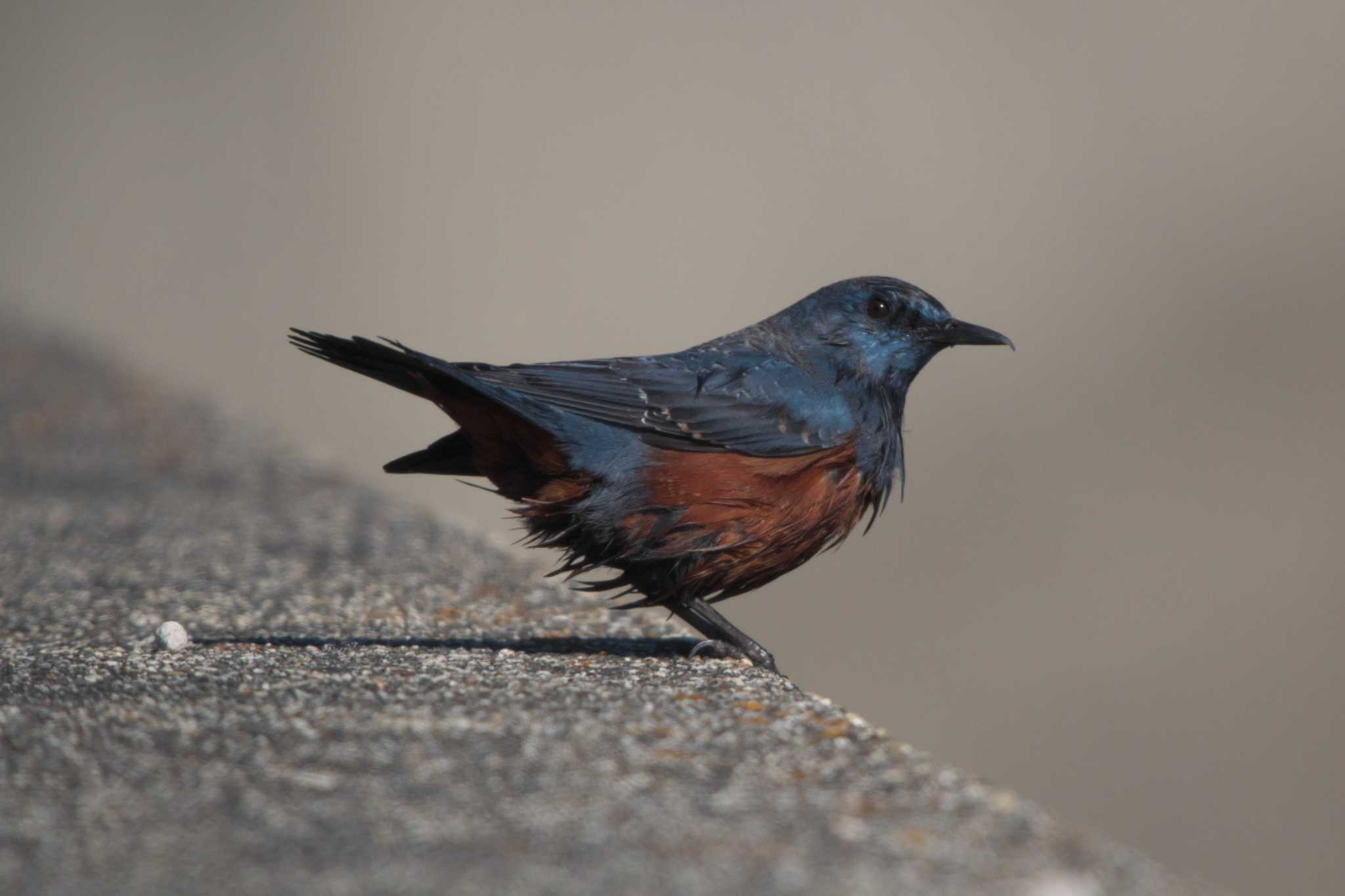 Photo of Blue Rock Thrush at 平磯海岸 by Y. Watanabe