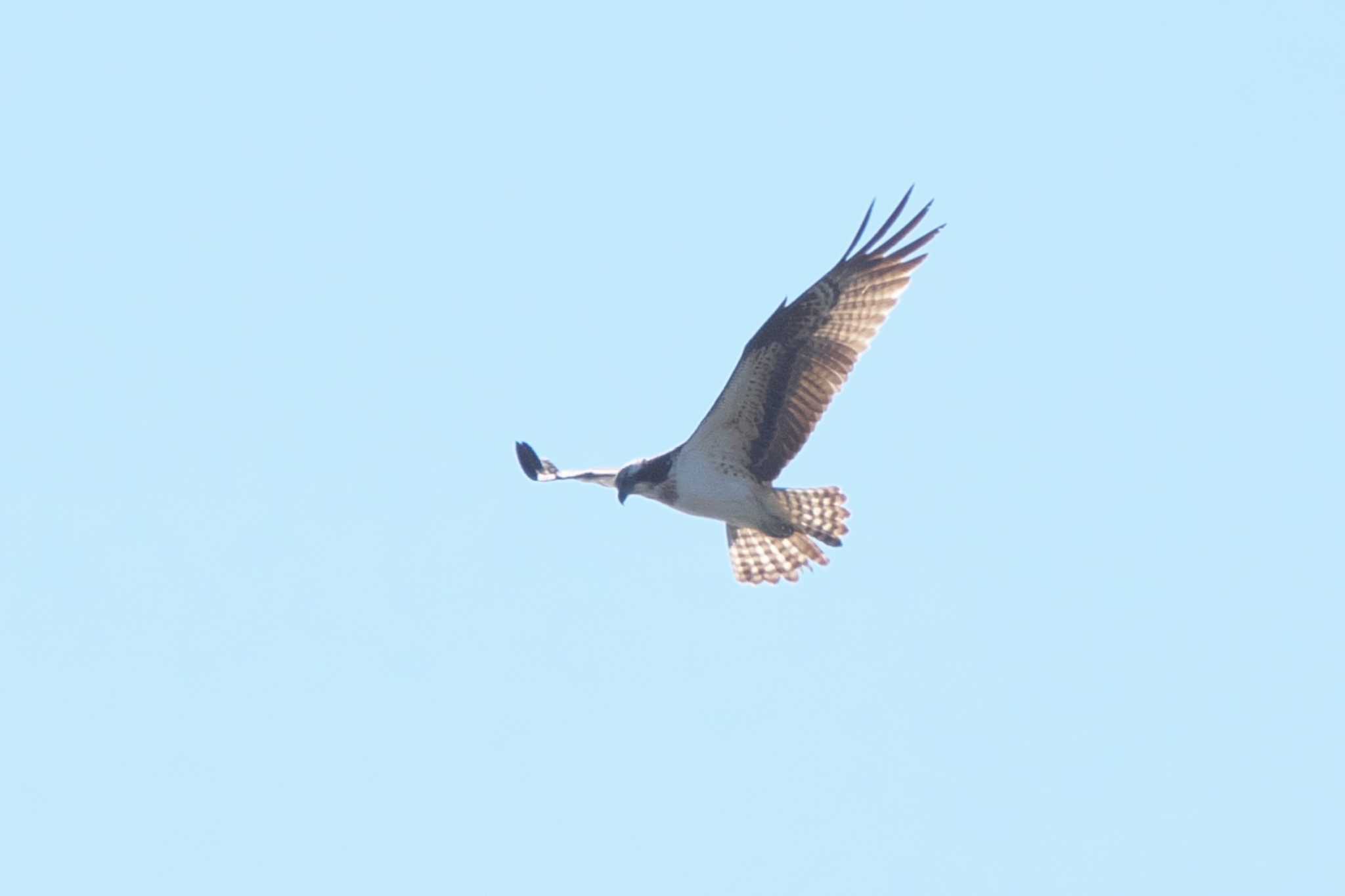 Photo of Osprey at 平磯海岸 by Y. Watanabe