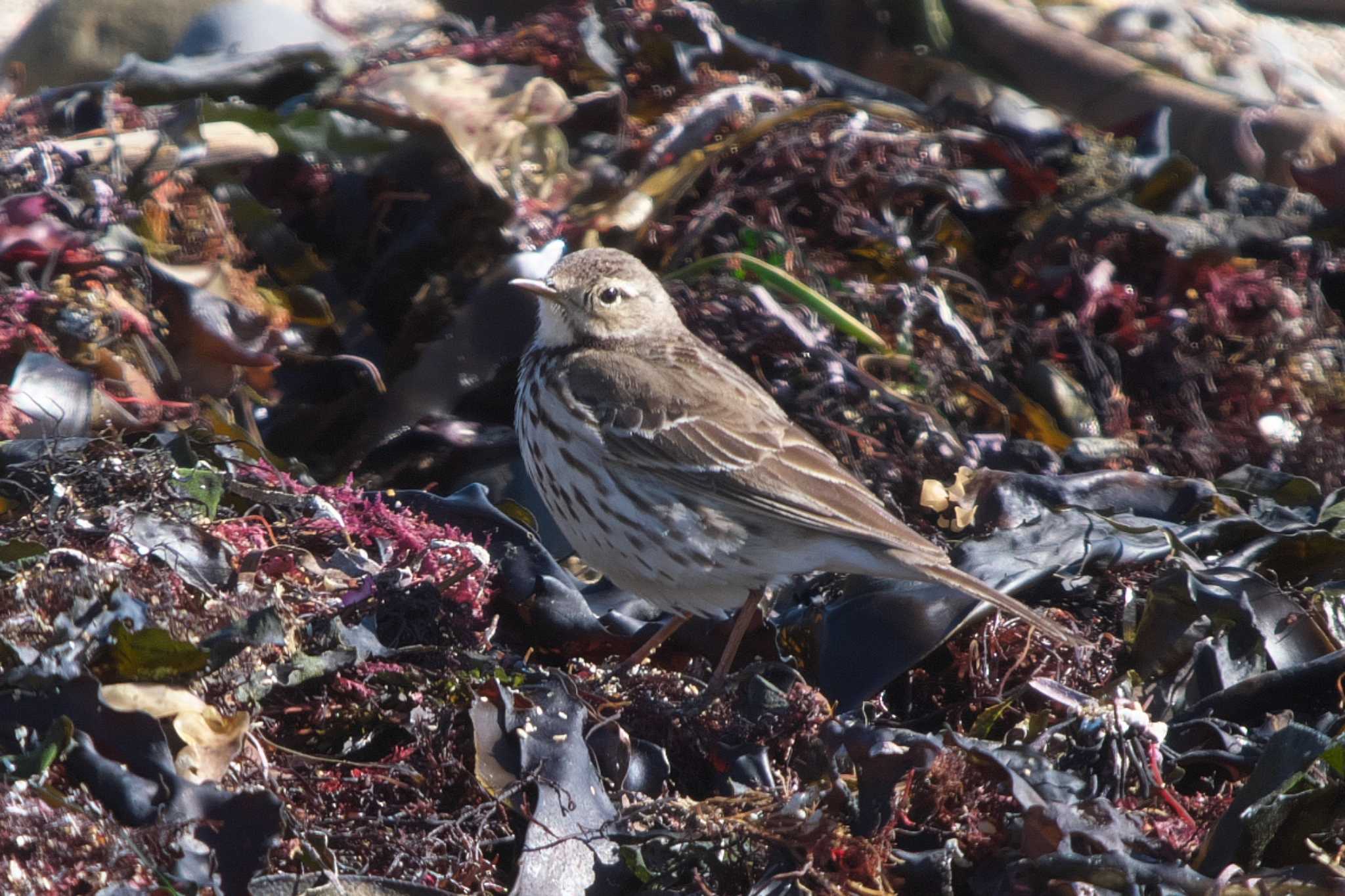 Photo of Water Pipit at 平磯海岸 by Y. Watanabe