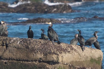 ウミウ 平磯海岸 2024年1月30日(火)