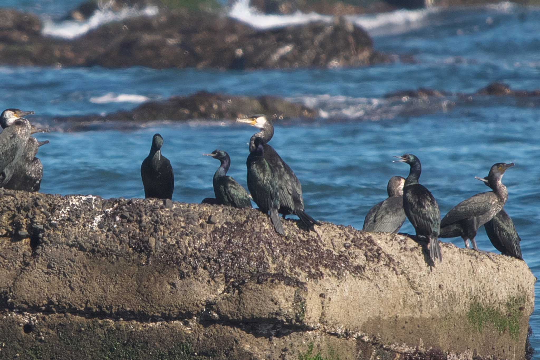 Japanese Cormorant