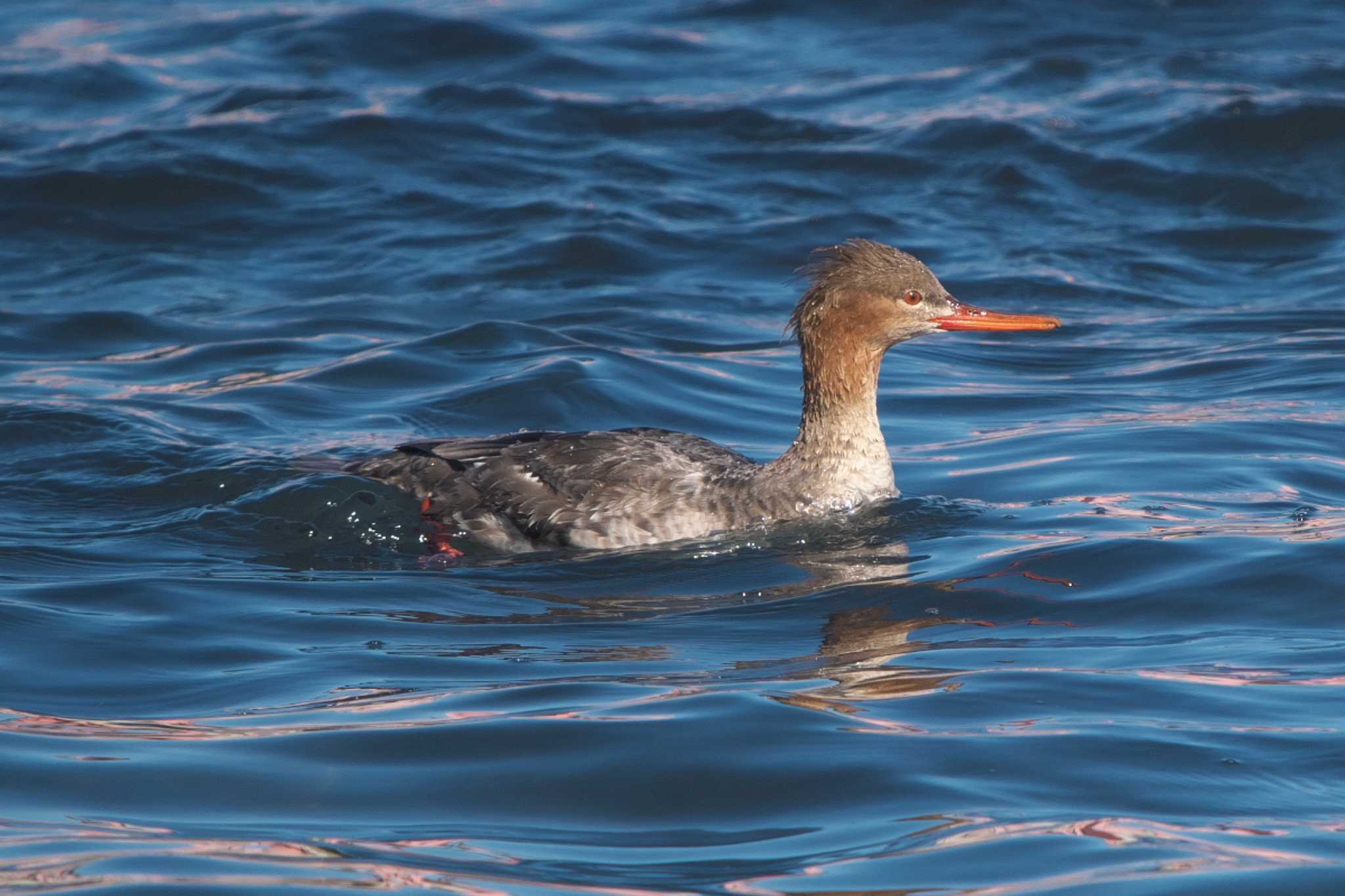 Red-breasted Merganser