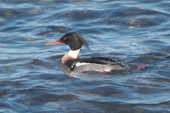 ウミアイサ 平磯海岸 2024年1月30日(火)