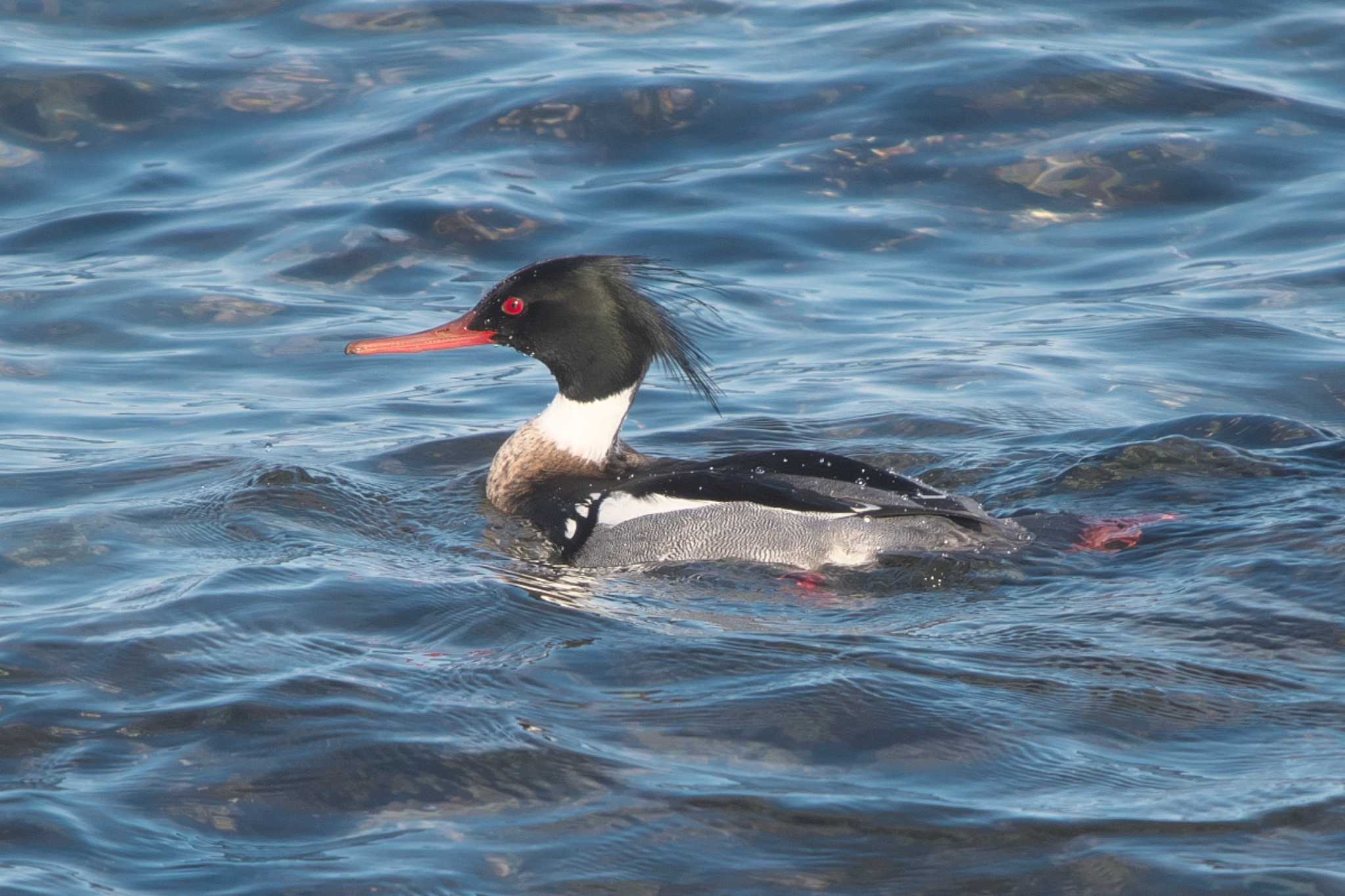 Photo of Red-breasted Merganser at 平磯海岸 by Y. Watanabe