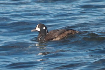 Harlequin Duck 平磯海岸 Tue, 1/30/2024