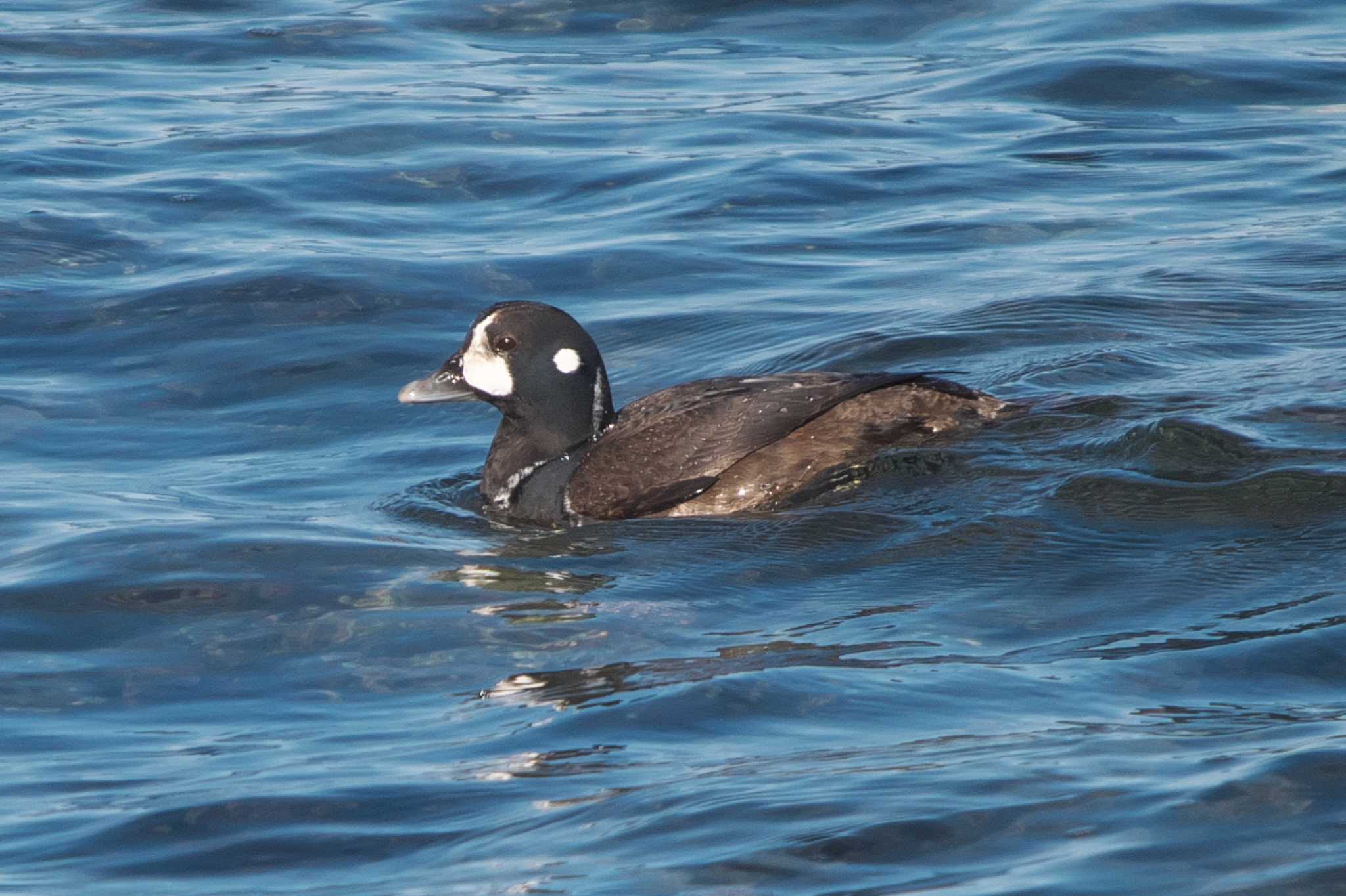 Photo of Harlequin Duck at 平磯海岸 by Y. Watanabe