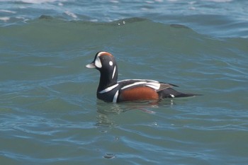 2024年1月30日(火) 平磯海岸の野鳥観察記録