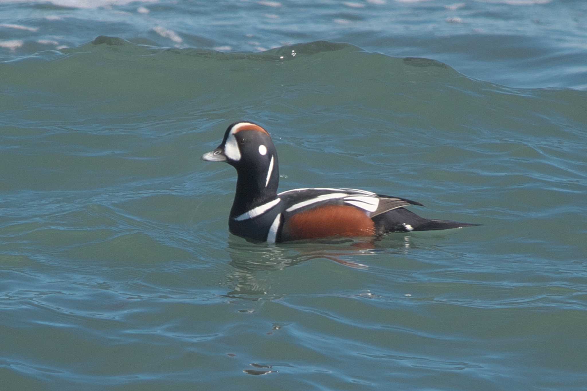 Photo of Harlequin Duck at 平磯海岸 by Y. Watanabe