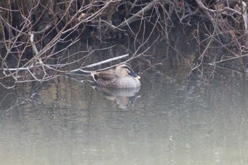 Eastern Spot-billed Duck 五十鈴公園 Mon, 1/22/2024