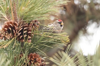 Common Redpoll 北海道 函館市 東山 Wed, 1/31/2024