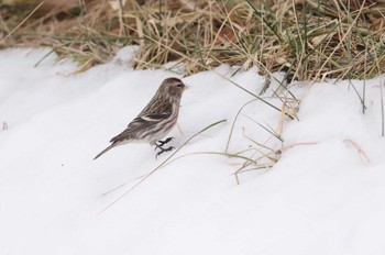 Common Redpoll 北海道 函館市 東山 Wed, 1/31/2024