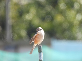 Mon, 1/29/2024 Birding report at 内津川緑地