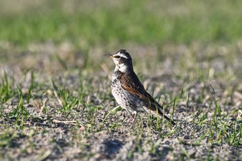 Dusky Thrush 関東地方 Wed, 1/31/2024