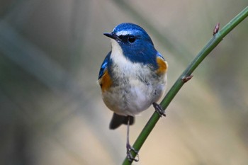 Red-flanked Bluetail 栃木県 Sat, 1/27/2024