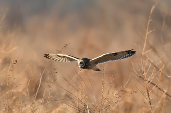 Short-eared Owl 関東地方 Wed, 1/31/2024