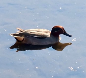 Wed, 1/31/2024 Birding report at 長津川ふれあい広場