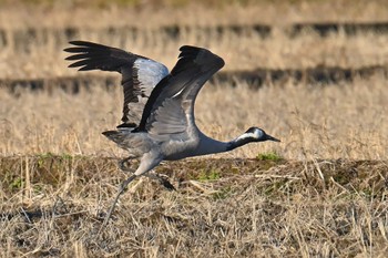 Common Crane 千葉県 Mon, 1/29/2024