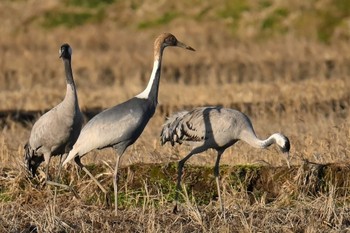 White-naped Crane 千葉県 Mon, 1/29/2024